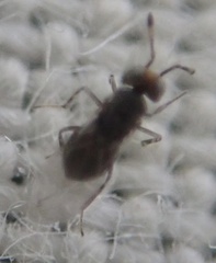 Encyrtinae