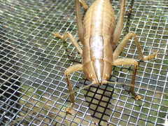 Belocephalus subapterus