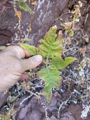 Verbesina oligocephala