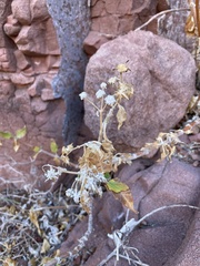 Verbesina oligocephala