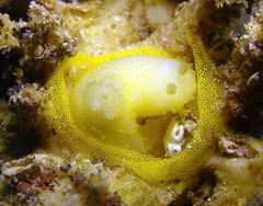 Gymnodoris citrina image