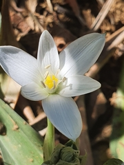 Ornithogalum montanum