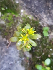 Sedum litoreum
