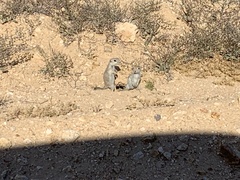 Xerospermophilus