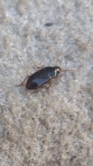 Coleoptera