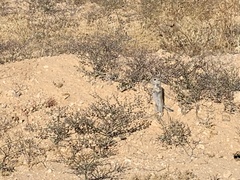 Xerospermophilus
