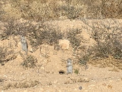 Xerospermophilus