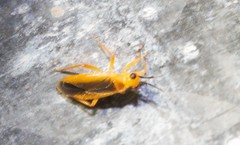 Neella