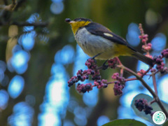 Hemithraupis flavicollis