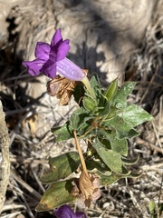 Ruellia californica californica