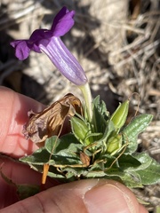 Ruellia californica californica