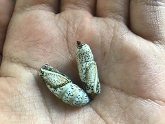 Acronyctodes mexicanaria