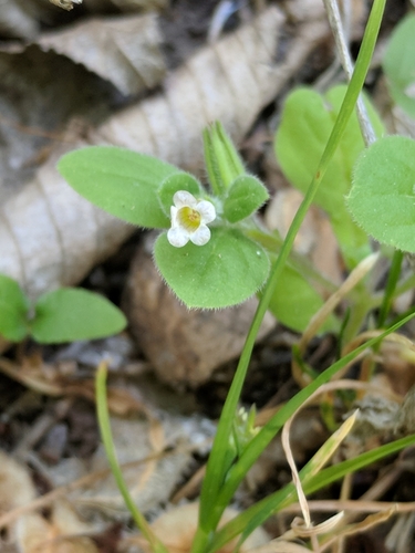 Nama jamaicensis (Nama jamaicensis)