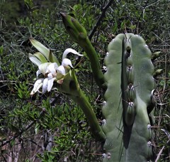 Cereus stenogonus