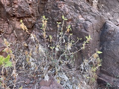 Verbesina oligocephala