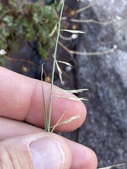 Bouteloua reflexa