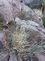 Bouteloua reflexa