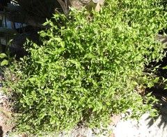 Alternanthera flavescens