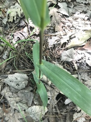 Dichanthelium boscii