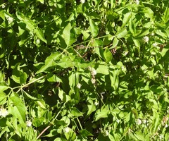 Alternanthera flavescens