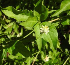 Alternanthera flavescens