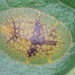 Coccus - Photo no rights reserved, uploaded by Ross Mounce
