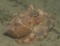 Amphioctopus