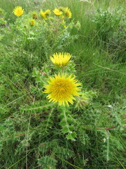 Berkheya onopordifolia