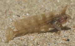 Cristiceps australis