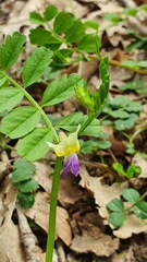 Vicia barbazitae