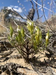 Cordylanthus wrightii wrightii