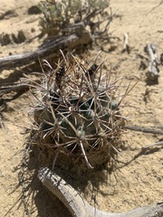 Sclerocactus cloverae