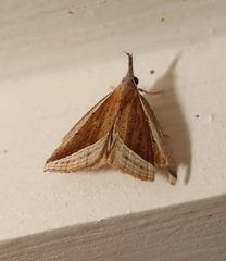 Hypena conscitalis