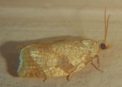Adoxophyes negundana
