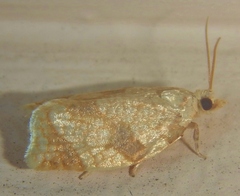 Adoxophyes negundana