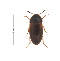 Pseudoholostrophus discolor