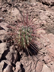 Ferocactus emoryi rectispinus