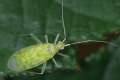 Malacocoris chlorizans