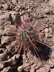 Ferocactus emoryi rectispinus