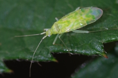 Malacocoris chlorizans