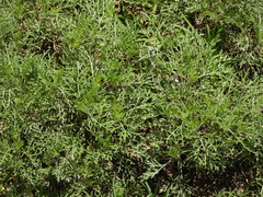 Ambrosia tenuifolia