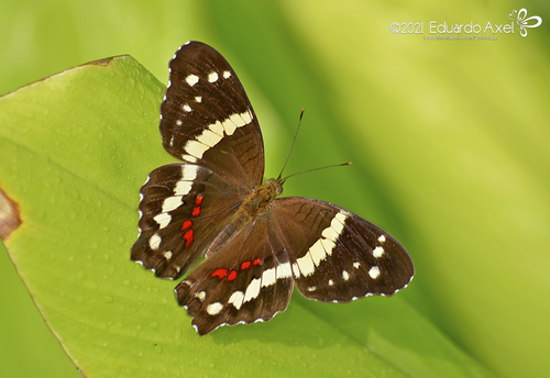 Banded Peacock (Anartia fatima)