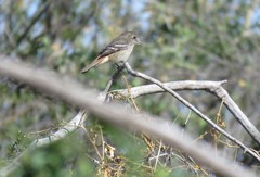 Knipolegus hudsoni