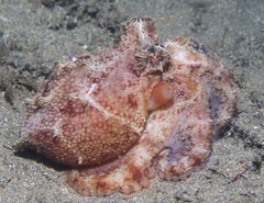Amphioctopus
