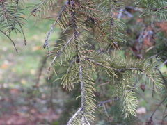 Picea