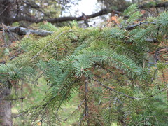 Picea
