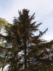 Picea