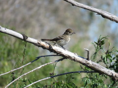 Knipolegus hudsoni