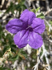 Ruellia californica californica