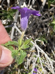Ruellia californica californica